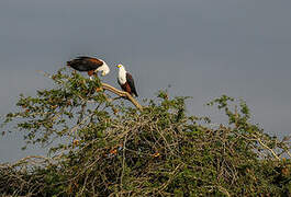 African Fish Eagle