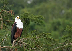 African Fish Eagle