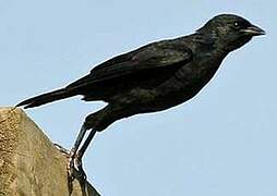 Chopi Blackbird