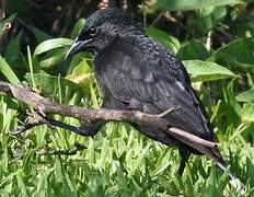 Chopi Blackbird