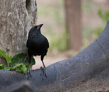 Chopi Blackbird