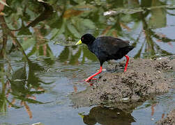 Black Crake