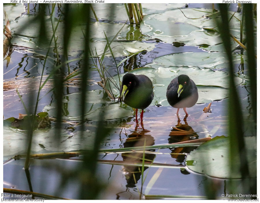 Black Crake adult, identification, song, Behaviour