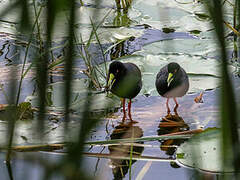 Black Crake