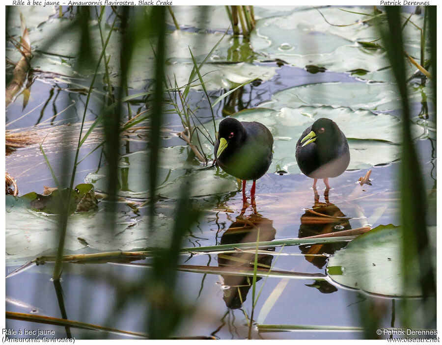 Black Crake adult, identification, Behaviour