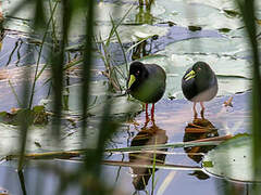 Black Crake