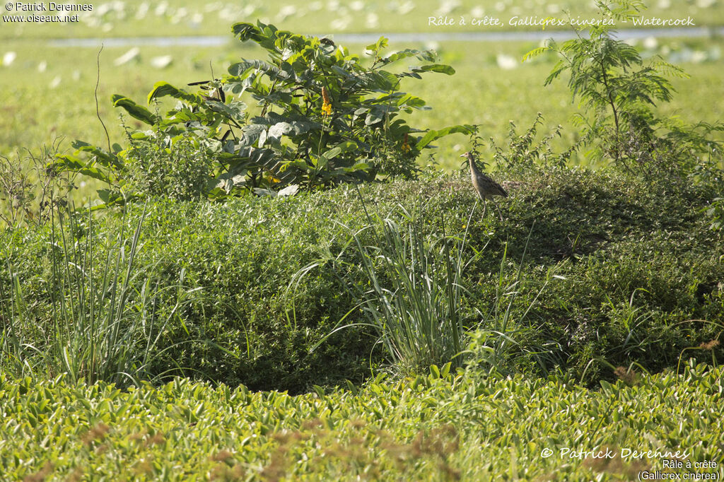 Râle à crête, identification, habitat