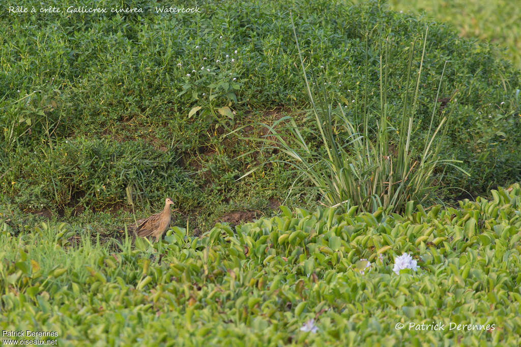 Watercock female adult, habitat