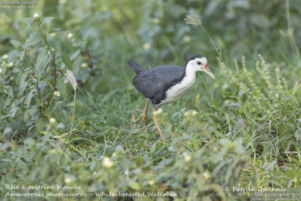 White-breasted Waterhen, identification, habitat