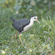 White-breasted Waterhen