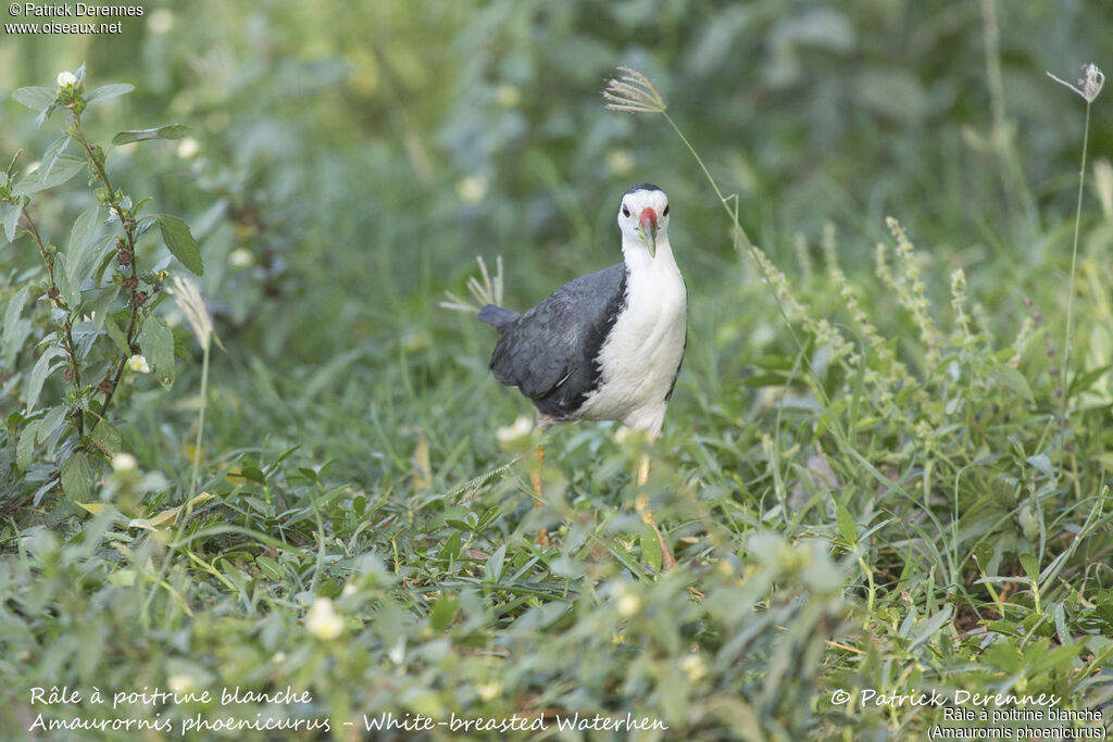 White-breasted Waterhen, identification, habitat