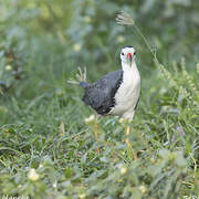 White-breasted Waterhen