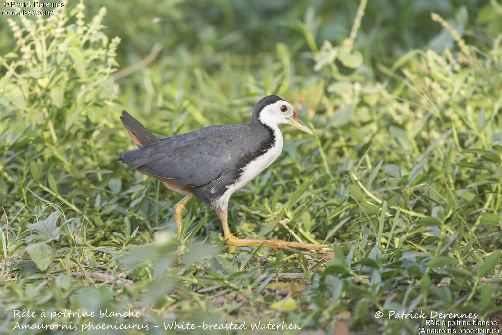 Râle à poitrine blanche, identification, habitat