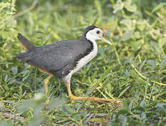 White-breasted Waterhen