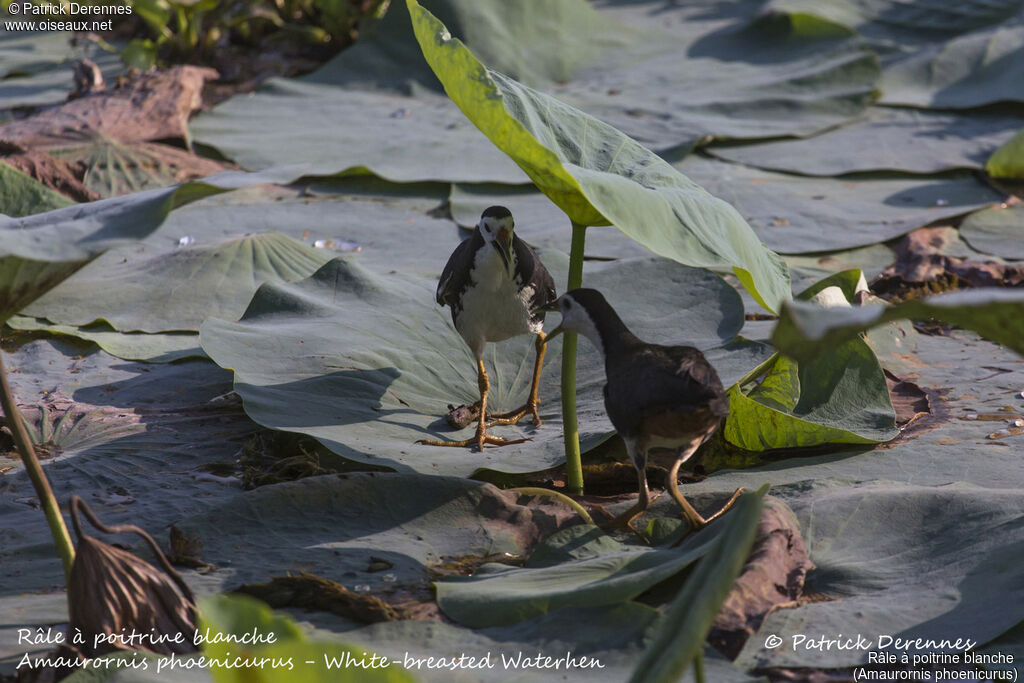 White-breasted Waterhen, identification, habitat