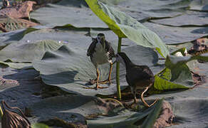 White-breasted Waterhen