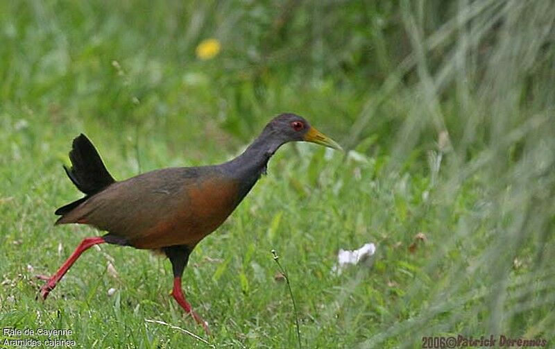 Grey-necked Wood Rail