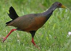 Grey-necked Wood Rail