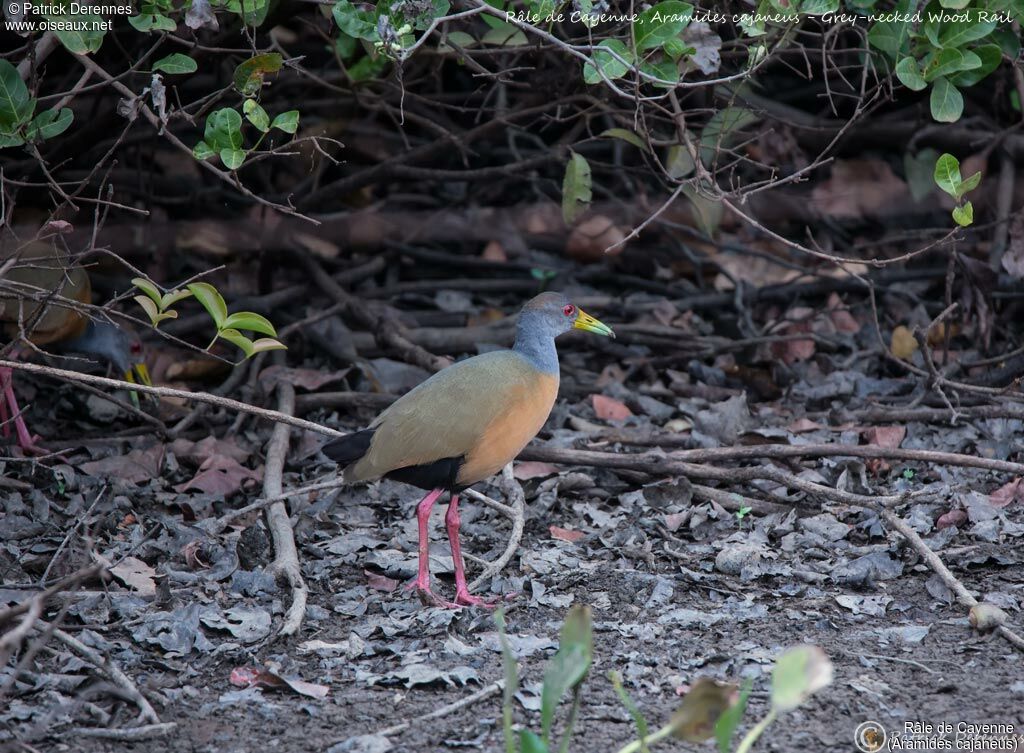 Grey-cowled Wood Rail, identification, habitat