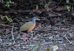 Grey-cowled Wood Rail