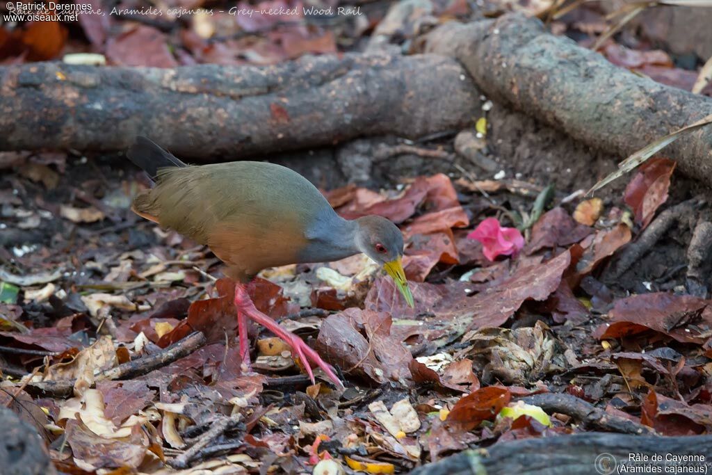 Grey-necked Wood Rail, identification, habitat