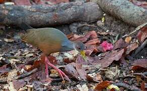 Grey-necked Wood Rail