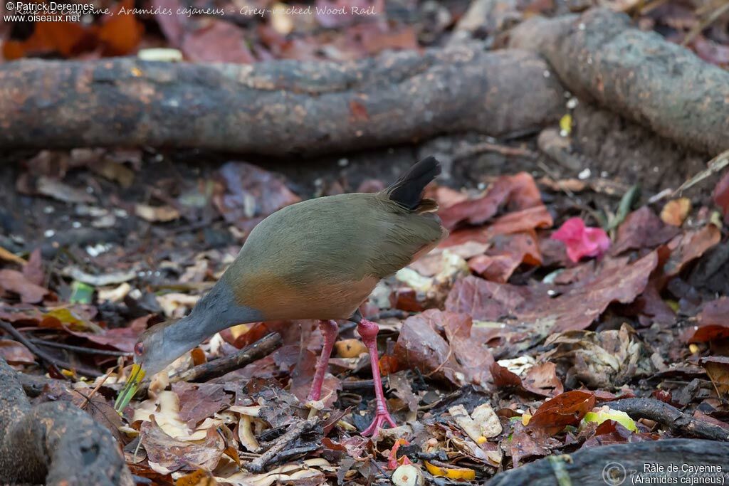 Grey-cowled Wood Rail, identification