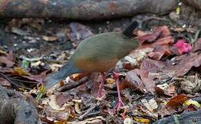 Grey-cowled Wood Rail