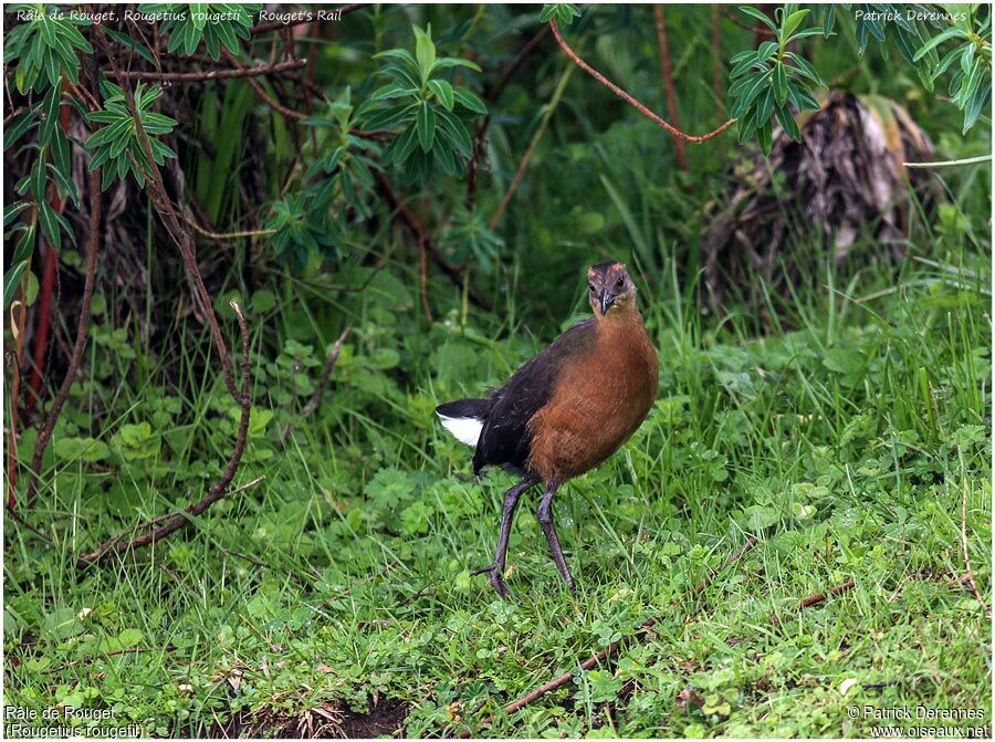 Râle de Rougetjuvénile, identification