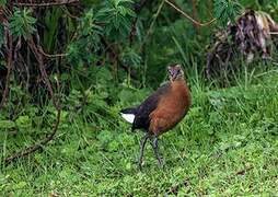 Rouget's Rail