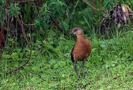 Rouget's Rail