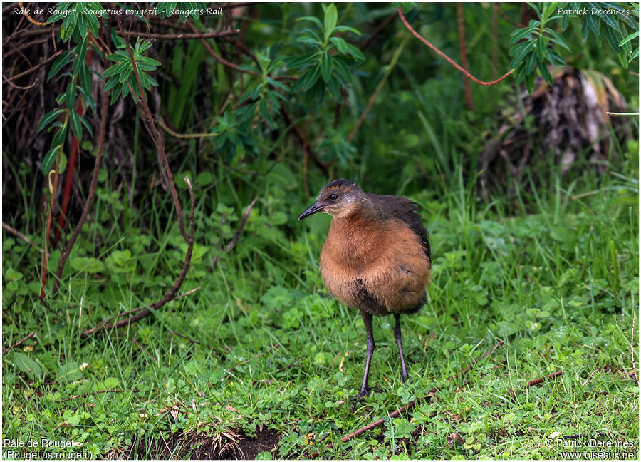 Rouget's Railjuvenile, identification