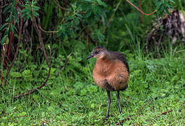 Rouget's Rail