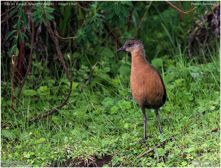 Rouget's Railjuvenile, identification