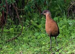 Rouget's Rail