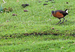 Rouget's Rail