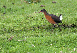 Rouget's Rail