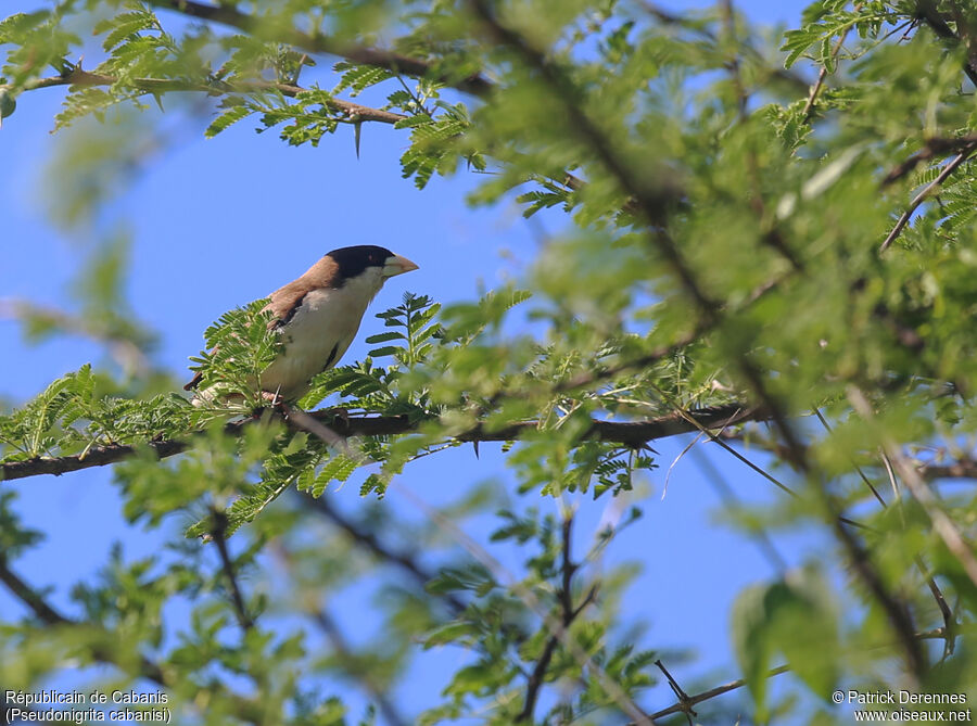 Black-capped Social Weaver male adult, identification