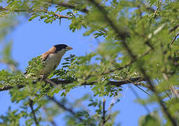 Black-capped Social Weaver