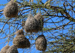 Black-capped Social Weaver