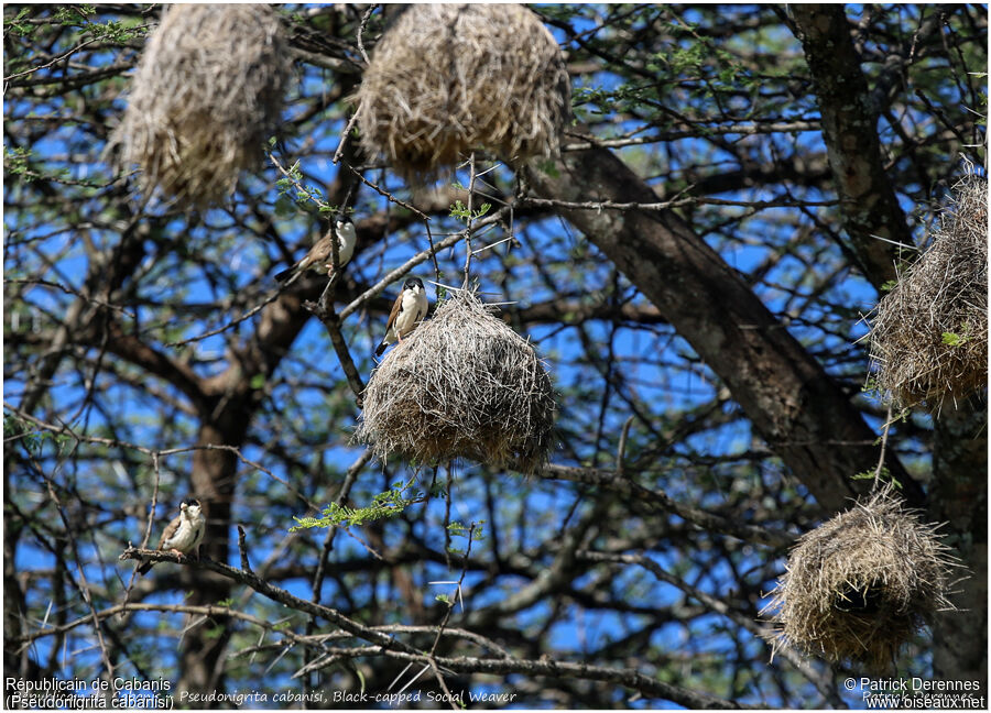 Black-capped Social Weaver male adult, identification, Reproduction-nesting