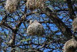 Black-capped Social Weaver