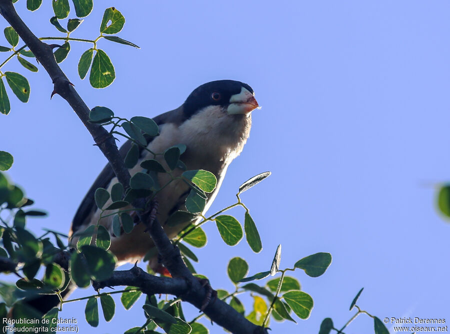 Black-capped Social Weaver male adult, identification