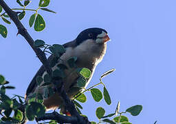 Black-capped Social Weaver