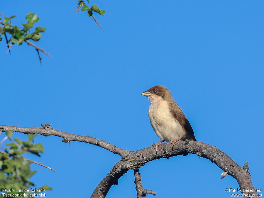 Black-capped Social Weaver female adult, identification