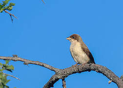 Black-capped Social Weaver