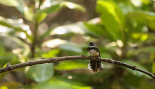 Malaysian Pied Fantail