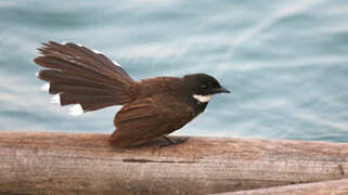 Malaysian Pied Fantail