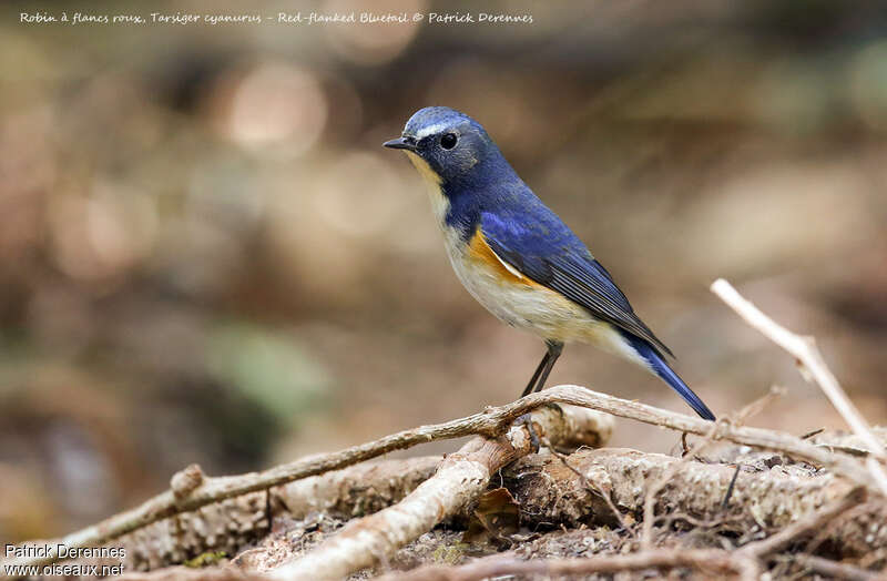 Red-flanked Bluetail male adult breeding, identification