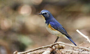 Red-flanked Bluetail